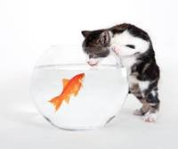 pic for Kitten vs Fish 960x800